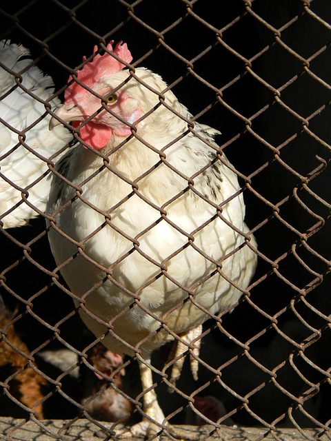 后赛中突围 后赛中突围